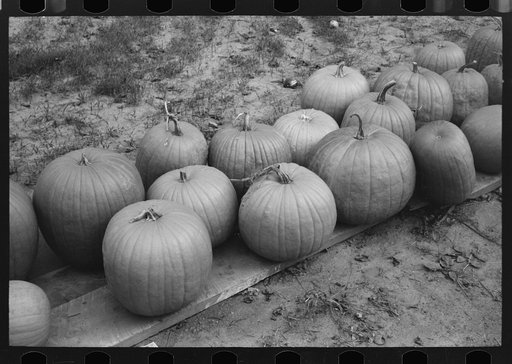 Pumpkins near Berlin, Connecticut