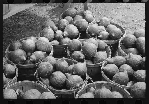 Hubbard squash near Berlin, Connecticut