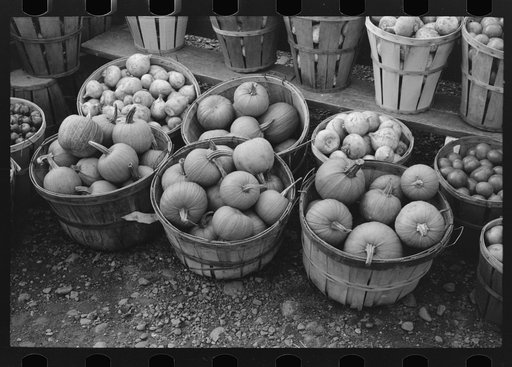 Pumpkins and turnips near Berlin, Connecticut