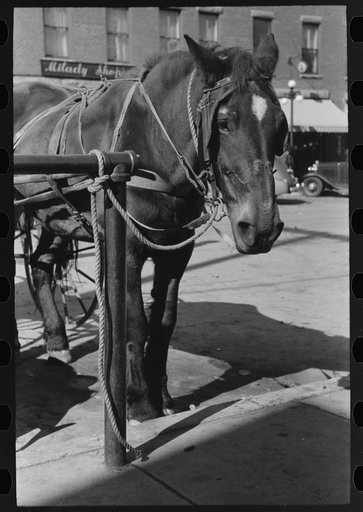 Bradford, Vermont. Horse tied in town
