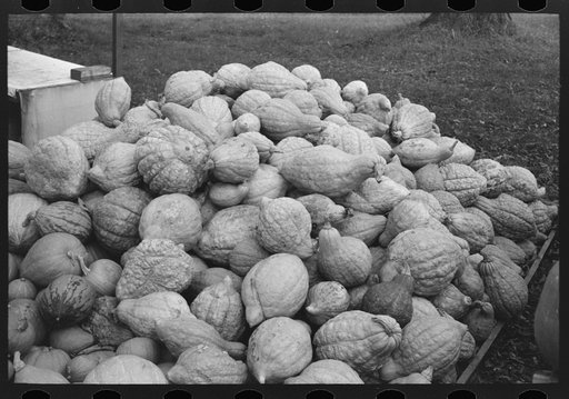 Untitled photo, possibly related to: Squash near Berlin, Connecticut, roadside stand