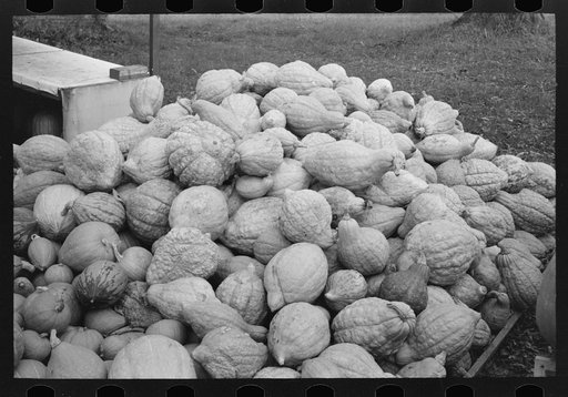 Squash near Berlin, Connecticut, roadside stand