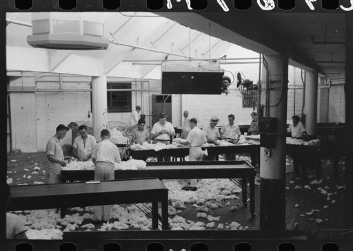 Grading cotton at cotton compress, Houston, Texas