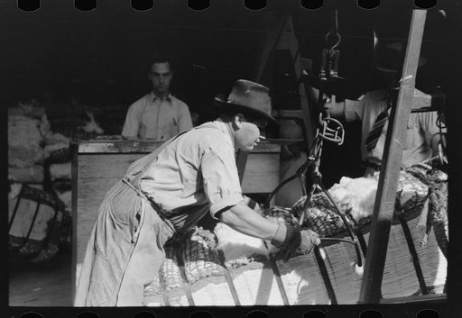 Putting grappling hooks on bale of cotton. The bale will be weighed as it swings in the air, suspended by these hooks. Cotton compress, Houston, Texas