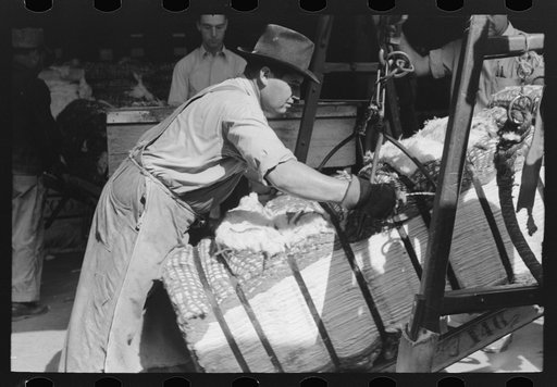 Untitled photo, possibly related to: Putting grappling hooks on bale of cotton. The bale will be weighed as it swings in the air, suspended by these hooks. Cotton compress, Houston, Texas