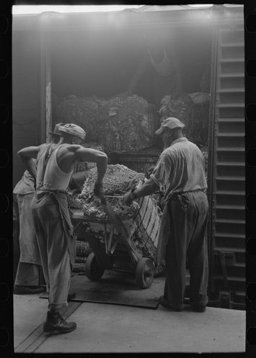 Untitled photo, possibly related to: Unloading bale of cotton from freight car at cotton compress, Houston, Texas