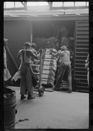Unloading bale of cotton from freight car at cotton compress, Houston, Texas