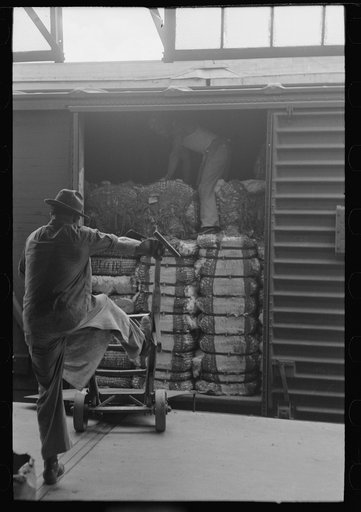 Untitled photo, possibly related to: Unloading bale of cotton from freight car at cotton compress, Houston, Texas