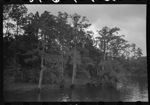 Trees and moss along the bayou, Port of Houston, Houston, Texas