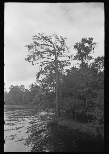 Untitled photo, possibly related to: Trees and moss along the bayou, Port of Houston, Houston, Texas