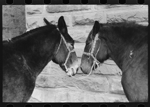 Mules, Brownwood, Texas