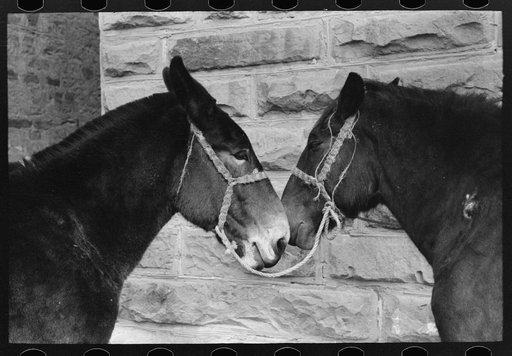 Untitled photo, possibly related to: Mules, Brownwood, Texas