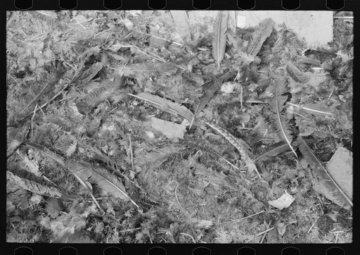 Turkey feathers on ground at unloading platform of turkey cooperative, Brownwood, Texas
