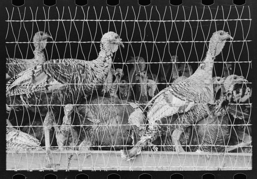 Turkeys in pen, poultry cooperative, Brownwood, Texas