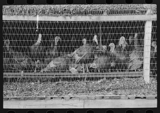 Turkeys in pen, poultry cooperative, Brownwood, Texas