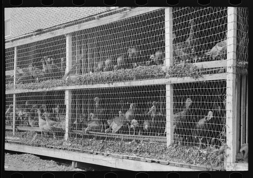 Turkeys in pen, poultry cooperative, Brownwood, Texas