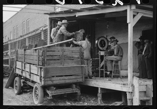 Unloading turkeys at poultry cooperative, Brownwood, Texas