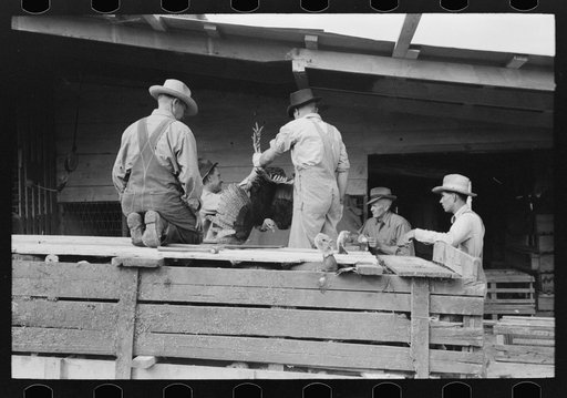 Unloading turkeys at poultry cooperative, Brownwood, Texas
