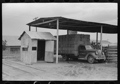 Scales and truckload of peanut hay, De Leon, Texas