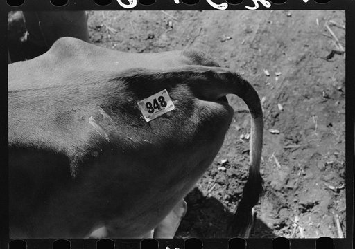 Identification tag on cow, stockyards, San Angelo, Texas