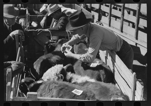 Placing identification tags on steers to be auctioned at stockyards, San Angelo, Texas