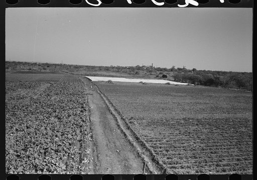 Untitled photo, possibly related to: Truck farm with frame garden in background near San Angelo, Texas