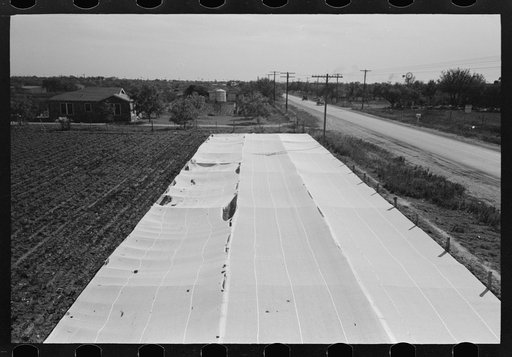 Untitled photo, possibly related to: Large frame garden on truck farm near San Angelo, Texas (in Tom Green County). Vegetables are grown almost the year round in this section by means of these frame gardens despite freezing weather