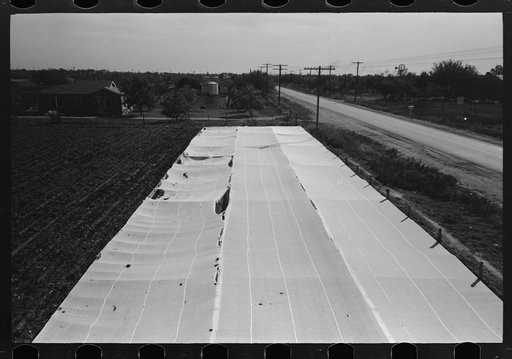 Untitled photo, possibly related to: Large frame garden on truck farm near San Angelo, Texas (in Tom Green County). Vegetables are grown almost the year round in this section by means of these frame gardens despite freezing weather