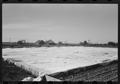 Large frame garden on truck farm near San Angelo, Texas (in Tom Green County). Vegetables are grown almost the year round in this section by means of these frame gardens despite freezing weather