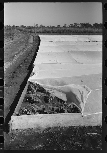 Untitled photo, possibly related to: Corner of frame garden on truck farm near San Angelo, Texas