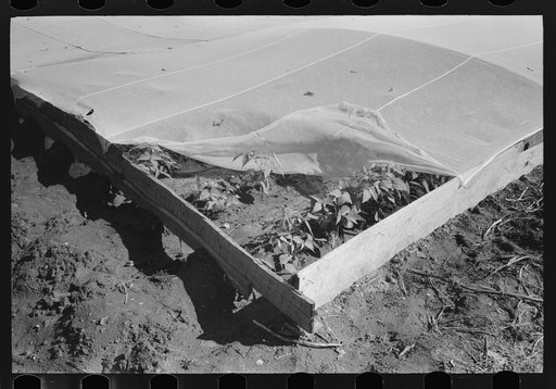 Corner of frame garden on truck farm near San Angelo, Texas
