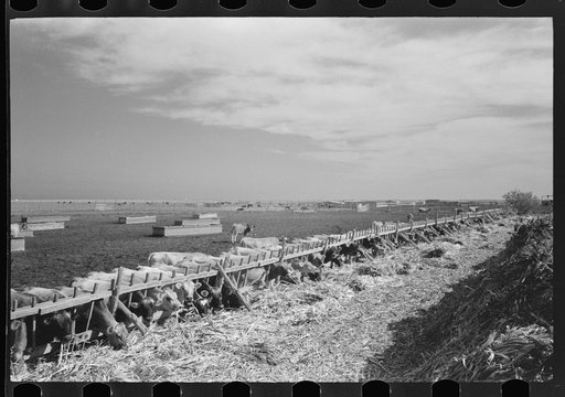 Untitled photo, possibly related to: Mass feeding of cows, dairy, Tom Green County, near San Angelo, Texas