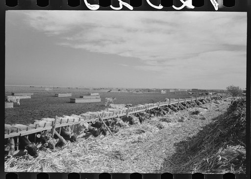 Untitled photo, possibly related to: Mass feeding of cows, dairy, Tom Green County, near San Angelo, Texas