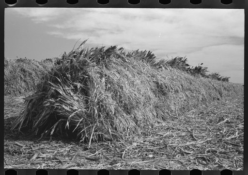 Untitled photo, possibly related to: Large stack of kaffir corn to be used for feed for cows at dairy. Tom Green County, near San Angelo, Texas