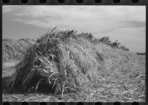Large stack of kaffir corn to be used for feed for cows at dairy. Tom Green County, near San Angelo, Texas