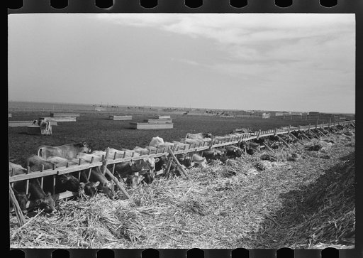 Untitled photo, possibly related to: Mass feeding of cows, dairy, Tom Green County, near San Angelo, Texas