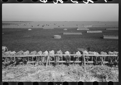 Mass feeding of cows, dairy, Tom Green County, near San Angelo, Texas