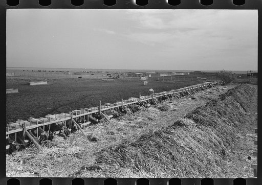 Untitled photo, possibly related to: Mass feeding of cows, dairy, Tom Green County, near San Angelo, Texas