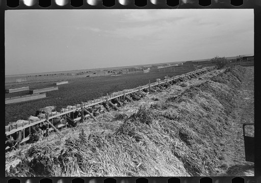 Untitled photo, possibly related to: Mass feeding of cows, dairy, Tom Green County, near San Angelo, Texas
