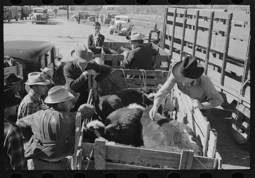 Checking in a truckload of cattle at stockyards, San Angelo, Texas