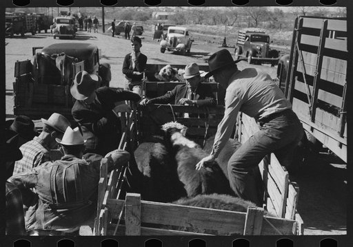 Untitled photo, possibly related to: Checking in a truckload of cattle at stockyards, San Angelo, Texas