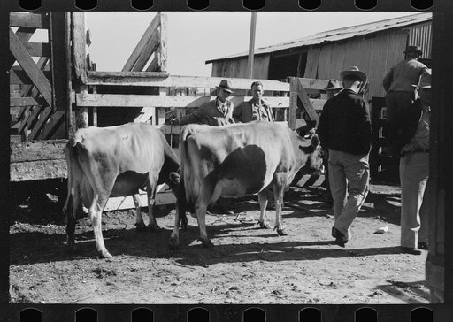 Untitled photo, possibly related to: Checking in cattle to be sold at auction stockyards, San Angelo, Texas