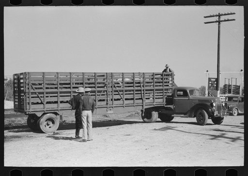 Large truck trailer filled with cattle to be sold at stockyards auction.  San Angelo, Texas