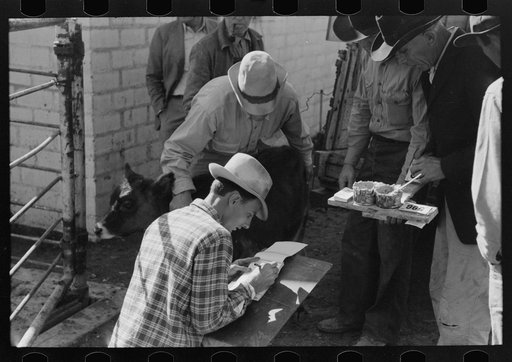 Checking in cattle to be sold at auction stockyards, San Angelo, Texas