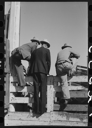 West Texas cattlemen looking over the cattle which are offered for sale, stockyards, San Angelo, Texas