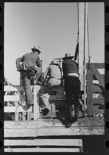 Untitled photo, possibly related to: West Texas cattlemen looking over the cattle which are offered for sale, stockyards, San Angelo, Texas