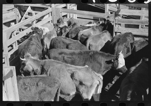 Cattle which will be sold at auction in pens at stockyards, San Angelo, Texas