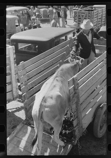 Unloading cow from trailer at stockyards, San Angelo, Texas