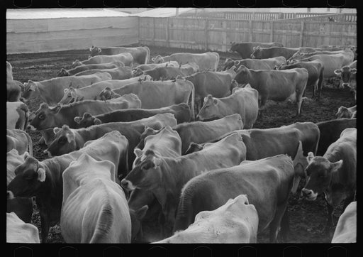 Jersey cows at dairy, Tom Green County, near San Angelo, Texas