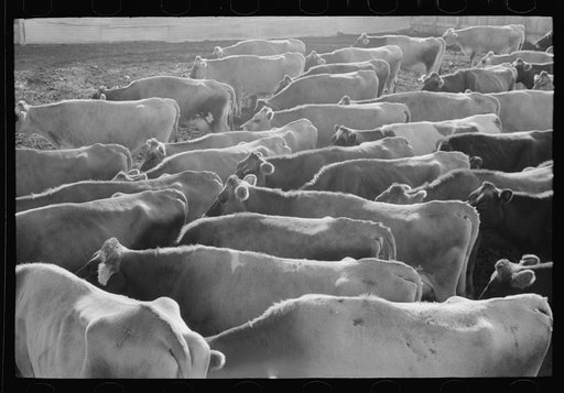 Untitled photo, possibly related to: Jersey cows at dairy, Tom Green County, near San Angelo, Texas